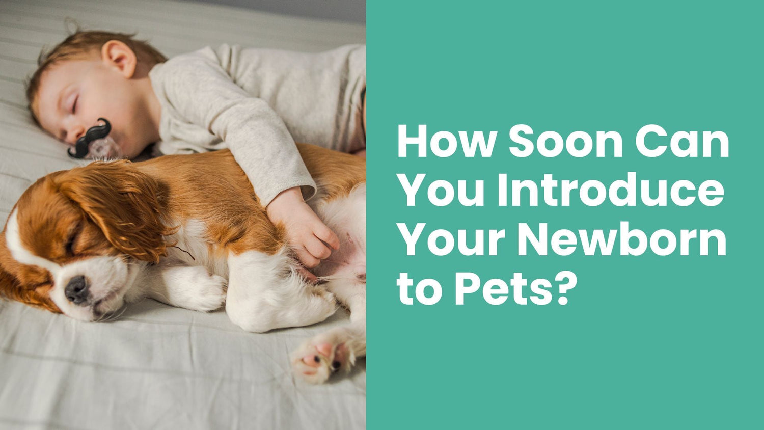 How Soon Can You Introduce Your Newborn to Pets? - Babysense