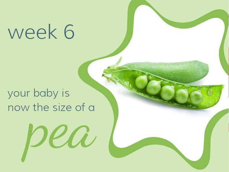 Week 6 - Babysense